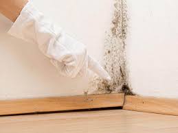 Best Real Estate Mold Inspection in USA